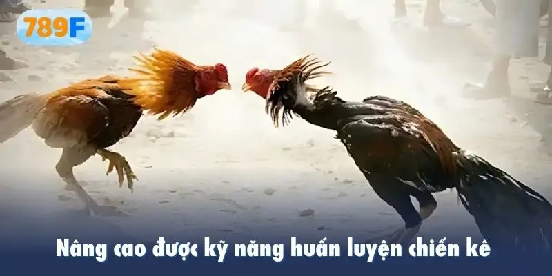 Nâng cao được kỹ năng huấn luyện chiến kê 
